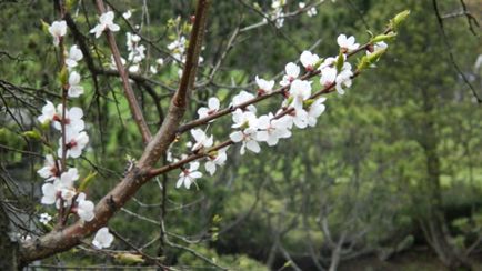 Sakura în Grădina Botanică