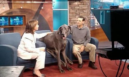 Найбільша собака в світі, цікаві, дивовижні і приголомшливі факти про все