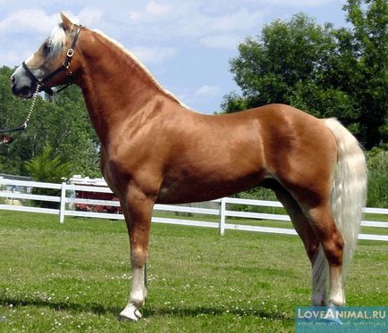 Найгарніші та найзнаменитіші українські породи коней