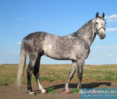 Найгарніші та найзнаменитіші українські породи коней