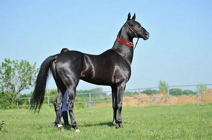 Найкрасивіші коні в світі - топ-5 з фото і опис - topkin 2017