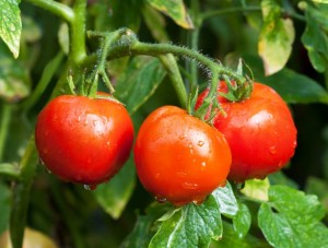 Найпопулярніші сорти томатів
