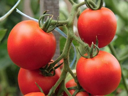 Найбільш ранні сорти томатів, блог раїси Масіч