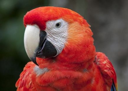 Cel mai mare papagal din lume, fotografie și nume