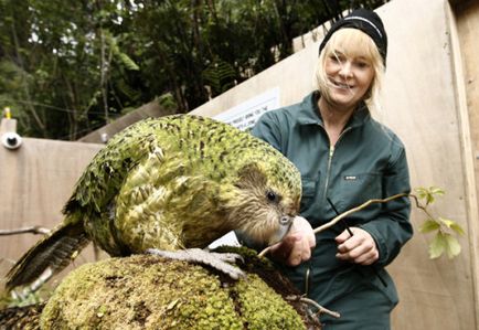 Cel mai mare papagal din lume - topkin, 2017
