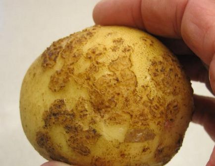 Найсмачніший картопля сорт