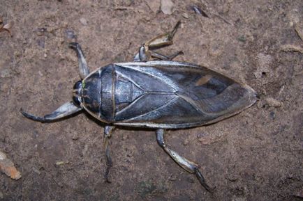 Найбільше комаха в світі - topkin 2017