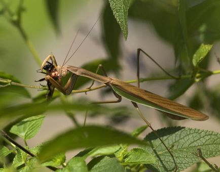 Cea mai mare insectă din lume - topkin, 2017