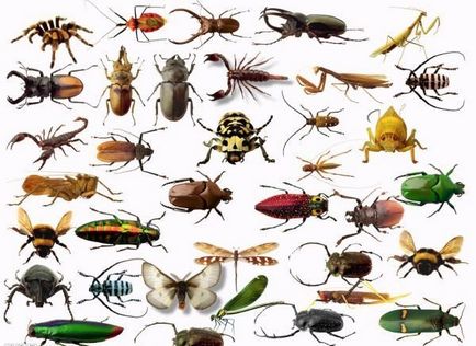 Найбільше комаха в світі - topkin 2017