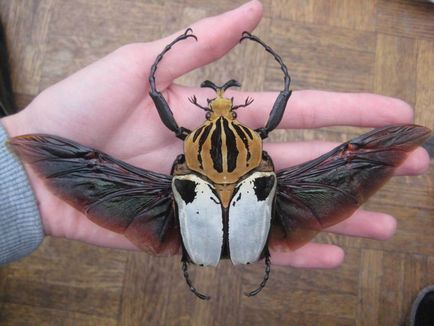 Cea mai mare insectă din lume - topkin, 2017