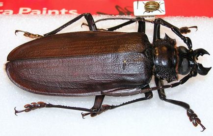Cea mai mare insectă din lume - topkin, 2017