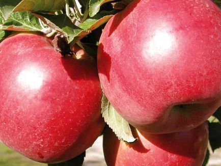 Саджанці яблуні окс-осінь 2017