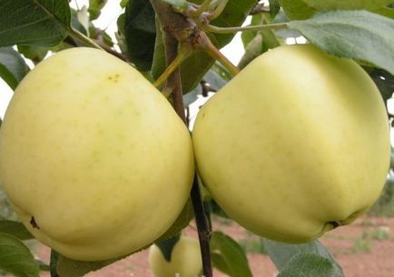 Саджанці яблуні окс-осінь 2017