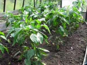 Semințe de ardei bulgărești sunt cele mai bune soiuri pentru sere și teren deschis