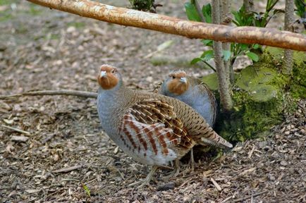 Gray Partridge