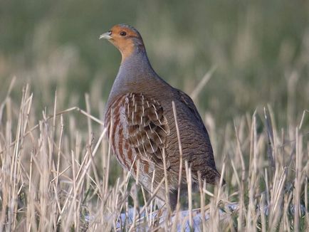 Gray Partridge