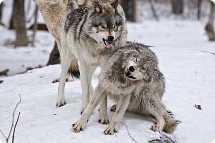 сірі вовки