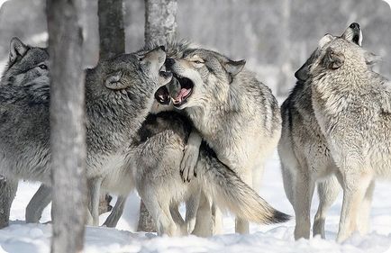 сірі вовки
