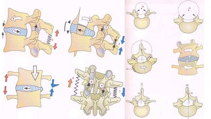Flexibilitatea, extensia și lateroflexia coloanei vertebrale lombare