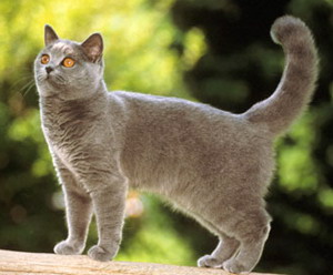 Шартрез (картезіанська кішка) кішка фото, купити, ціна, відео