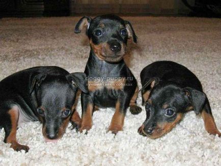 Pinscher puppies fotografii, preț și caracteristici - lumea animalelor