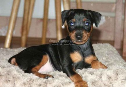 Pinscher puppies fotografii, preț și caracteristici - lumea animalelor