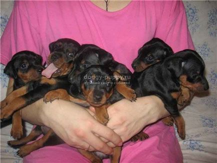 Pinscher puppies fotografii, preț și caracteristici - lumea animalelor