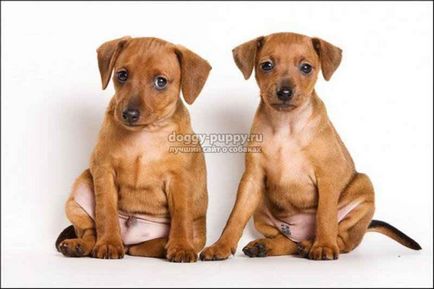 Pinscher puppies fotografii, preț și caracteristici - lumea animalelor