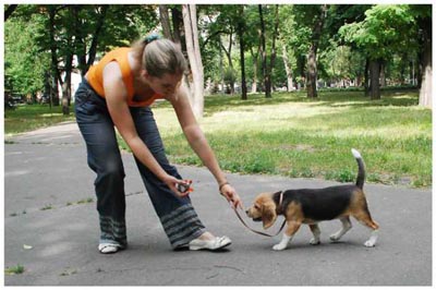 Puppy Handling