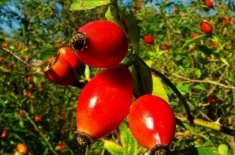 Csipkebogyó - hasznos, terápiás és káros tulajdonságainak (ártalmas) Csipkebogyó - hasznos, terápiás és káros tulajdonságok