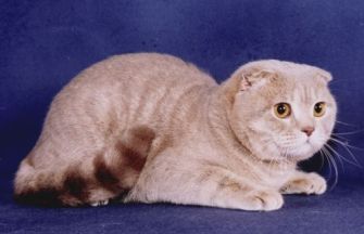 Шотландські кошенята - котячий світ