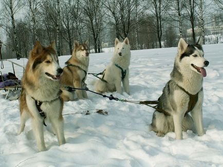 Siberian Husky - lumea este frumoasa