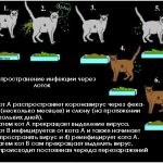 Висип у кішки на спині, животі, вухах і шиї, голові і по всьому тілу, на задніх лапах, котізм