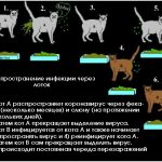 O erupție cutanată la o pisică pe spate, abdomen, urechi și gât, cap și pe tot corpul, pe picioarele posterioare, cotismul