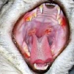 O erupție cutanată la o pisică pe spate, abdomen, urechi și gât, cap și pe tot corpul, pe picioarele posterioare, cotismul
