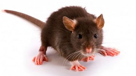 Cât de mulți trăiesc un șobolan intern, cum să aibă grijă de el și ce să hrănească