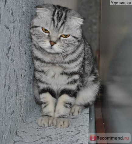 Скоттиш-фолд (шотландська висловуха кішка) - «зовсім ласкава недотрога