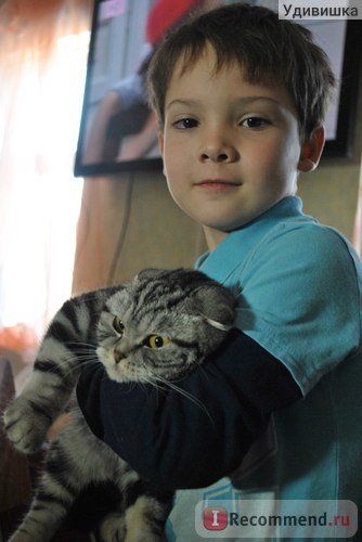 Scottish Fold (Scottish Folded Cat) - Scottish Fold (Scottish Folded Cat) -
