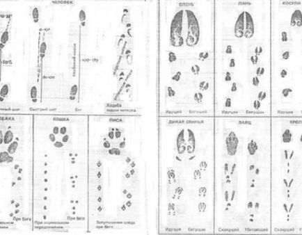 Footprints în pisicile de zăpadă ale câinilor de vacă de cai