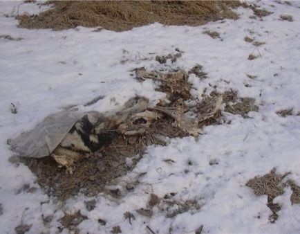 Footprints în pisicile de zăpadă ale câinilor de vacă de cai