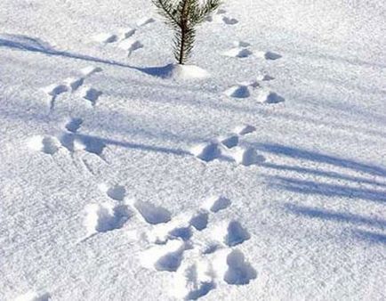 Footprints în pisicile de zăpadă ale câinilor de vacă de cai