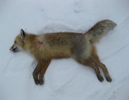 Footprints în pisicile de zăpadă ale câinilor de vacă de cai