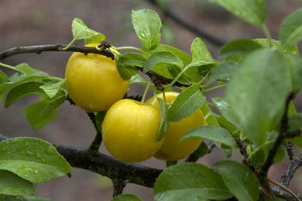 Creșterea prunelor, plantarea și îngrijirea