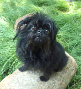 Câine grizan brusselski îngrijire adecvată pentru rasa de câini bruxels sfinx și puii ei, http