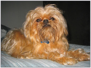 Câine grizan brusselski îngrijire adecvată pentru rasa de câini bruxels sfinx și puii ei, http