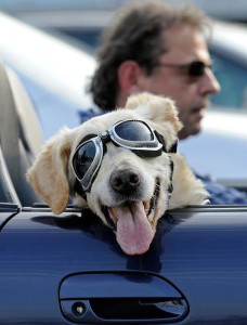Собака на передньому сидінні авто