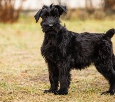 Собака різеншнауцер (гігантський шнауцер) опис породи, фото, ціна цуценят, відгуки