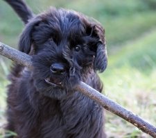 Dog Risenschnauzer (schnauzer gigant) descriere rasa, poze, pret de pui, comentarii