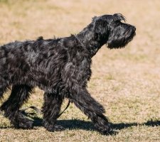 Dog Risenschnauzer (schnauzer gigant) descriere rasa, poze, pret de pui, comentarii