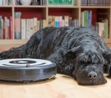 Óriás schnauzer kutya (óriás schnauzer) egy leírást a fajta, fotók, az ár a kölykök, vélemények